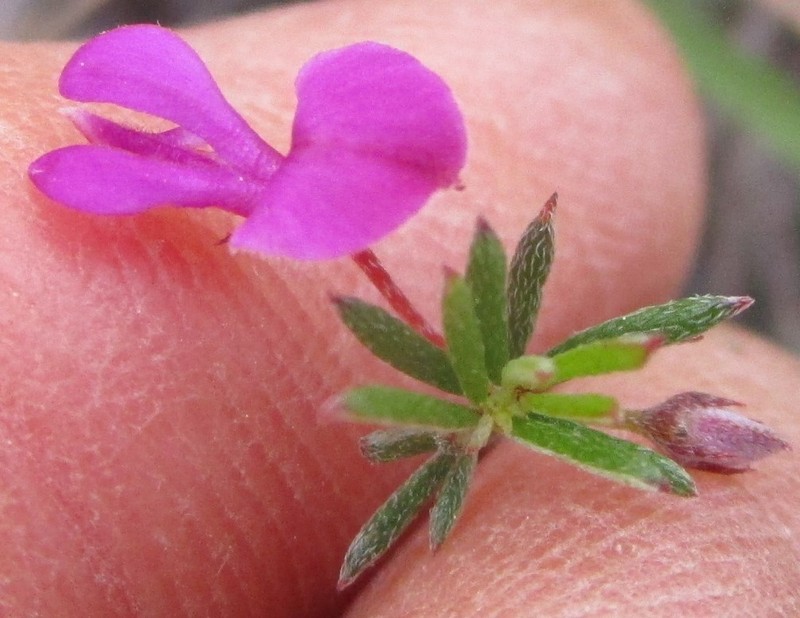 Indigofera semota