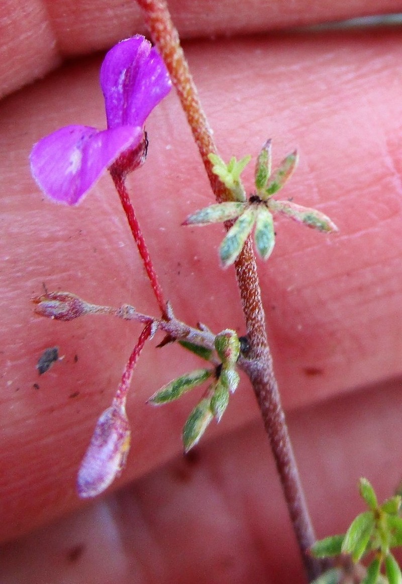 Indigofera semota photo 2