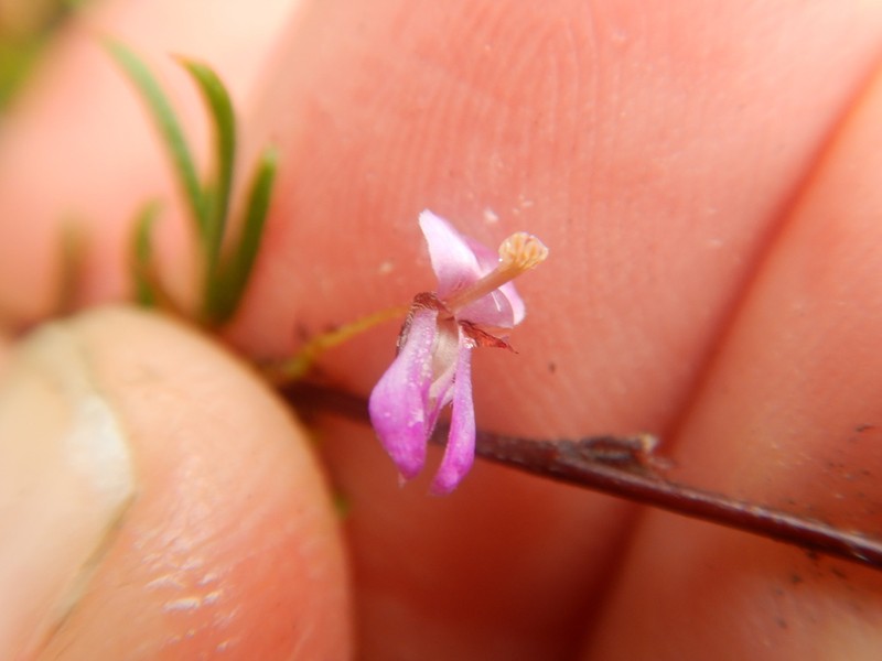 Indigofera semota photo 3