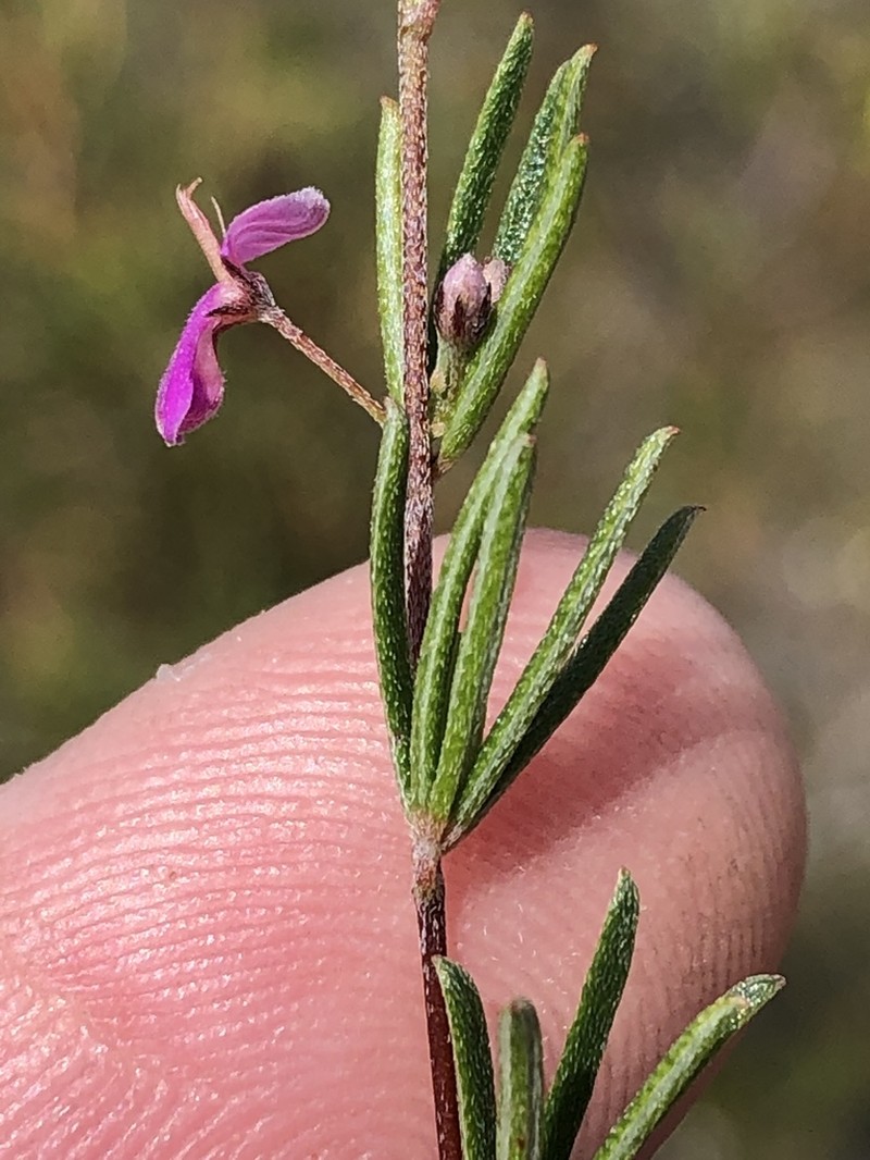 Indigofera semota photo 5