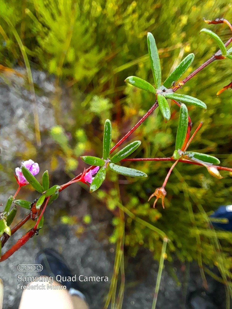 Indigofera semota photo 6