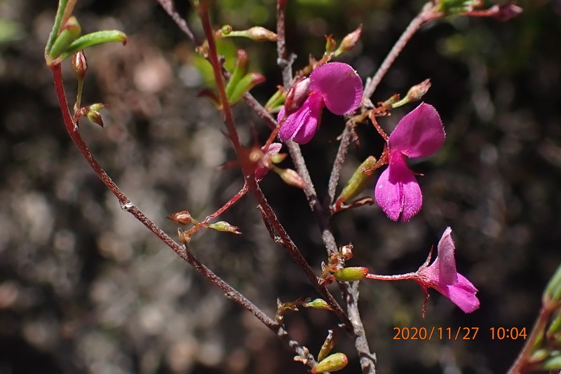 Indigofera semota photo 7