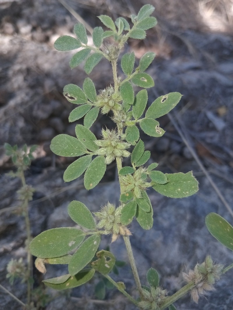 Indigofera senegalensis