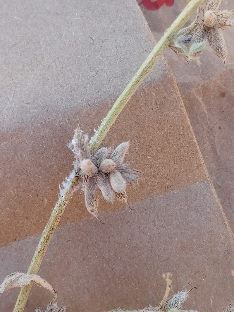 Indigofera senegalensis photo 2