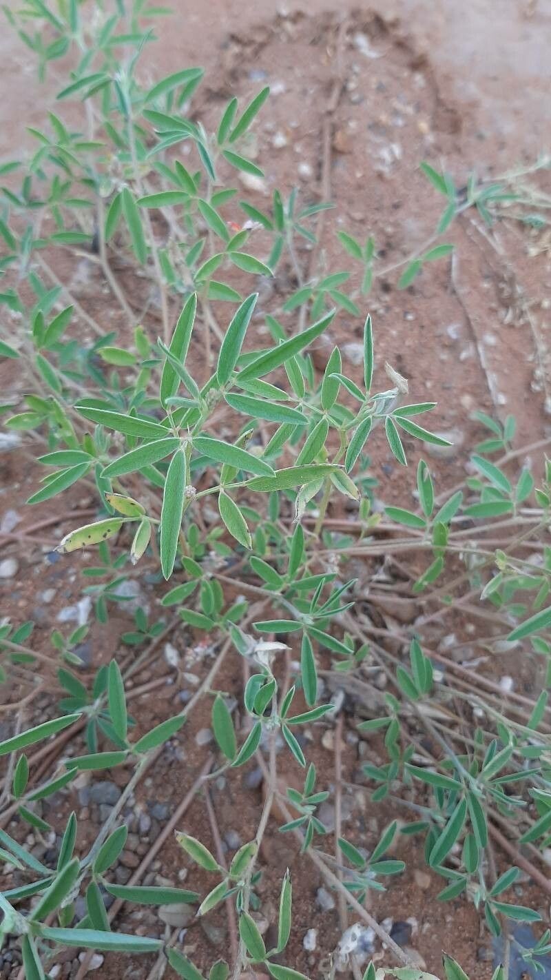 Indigofera senegalensis photo 3