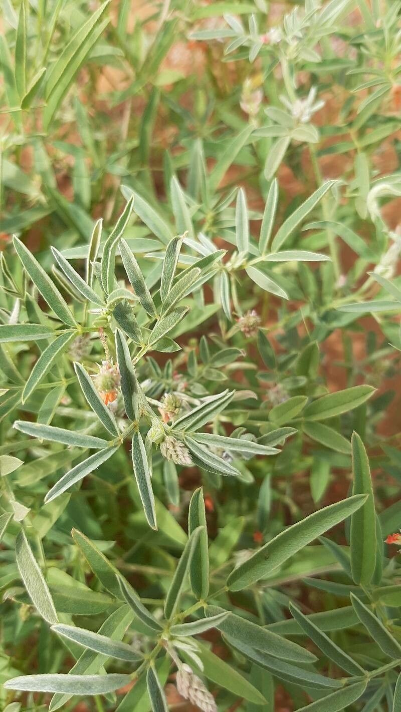 Indigofera senegalensis photo 4