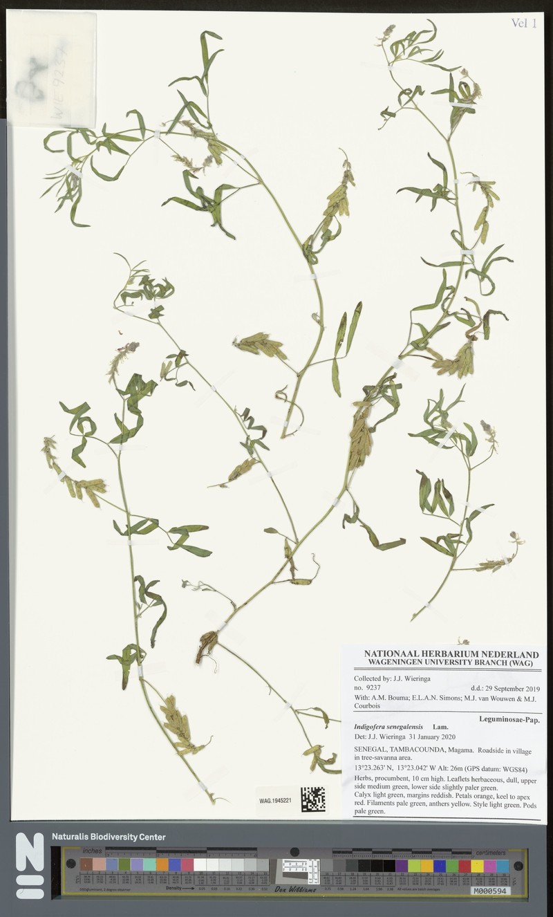 Indigofera senegalensis photo 5