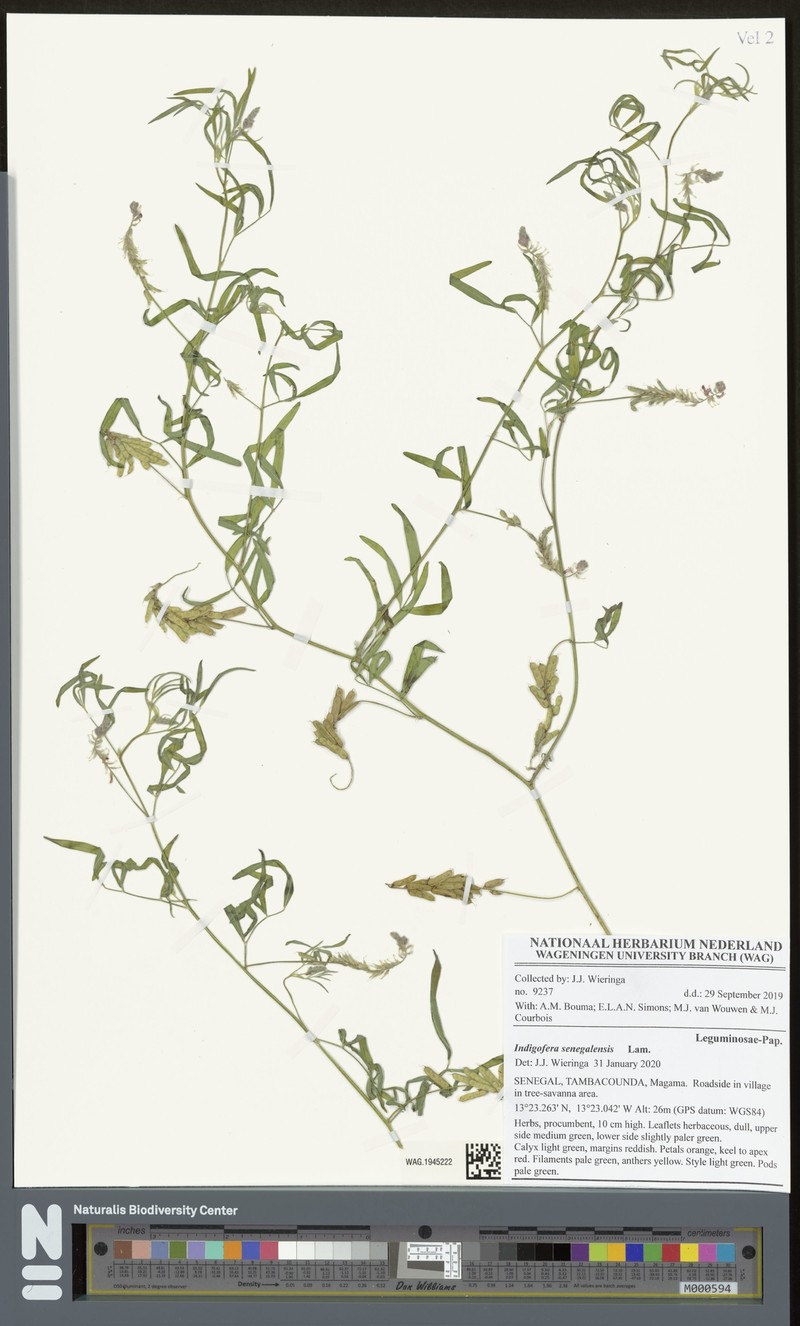 Indigofera senegalensis photo 6