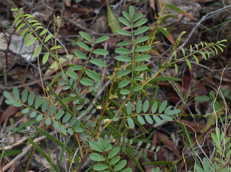Indigofera sericovexilla photo 2
