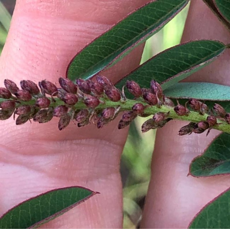 Indigofera sericovexilla photo 3