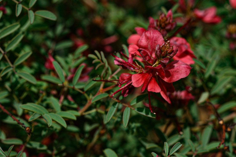 Indigofera serpentinicola