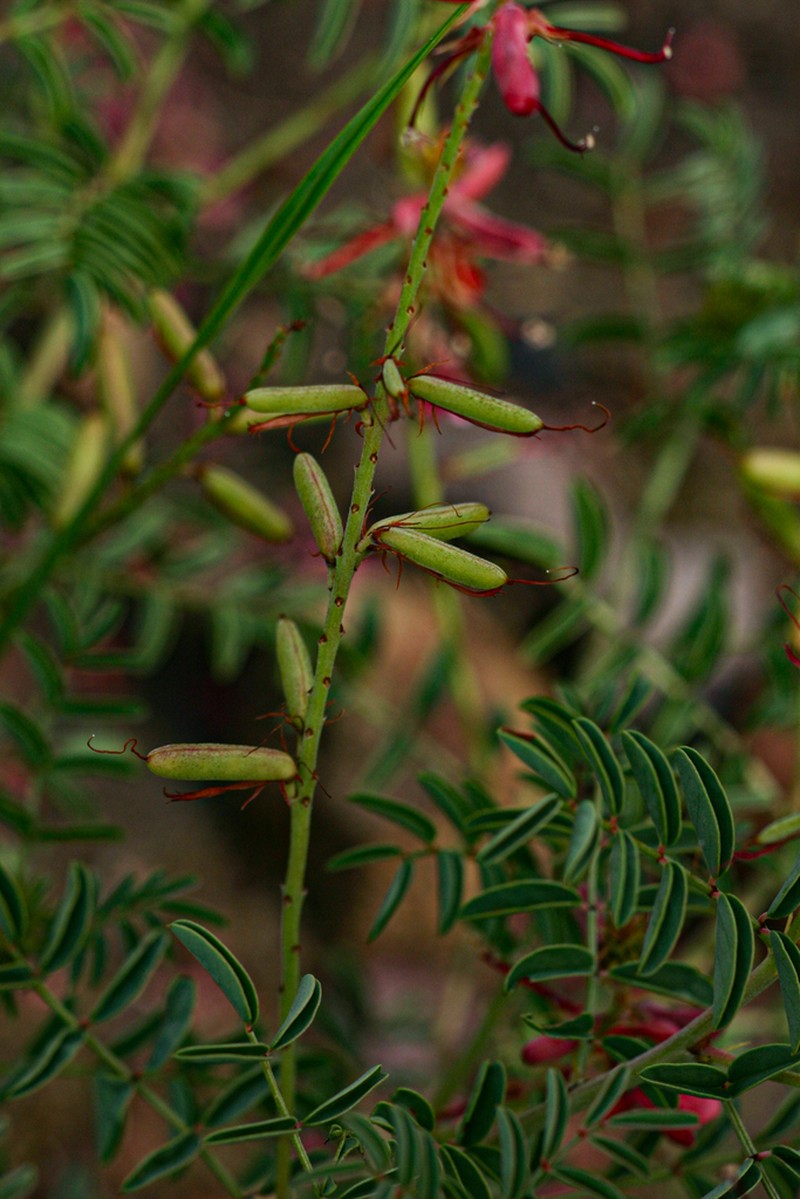 Indigofera serpentinicola photo 2