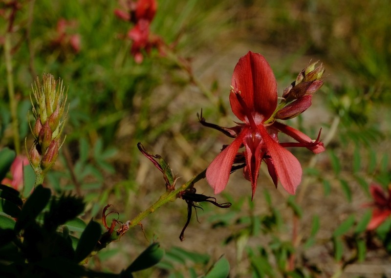Indigofera serpentinicola photo 3
