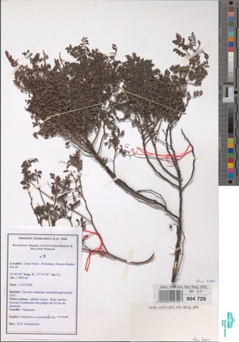 Indigofera serpentinicola photo 6