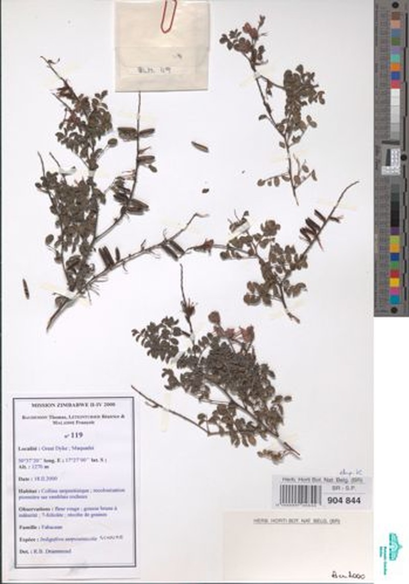 Indigofera serpentinicola photo 7