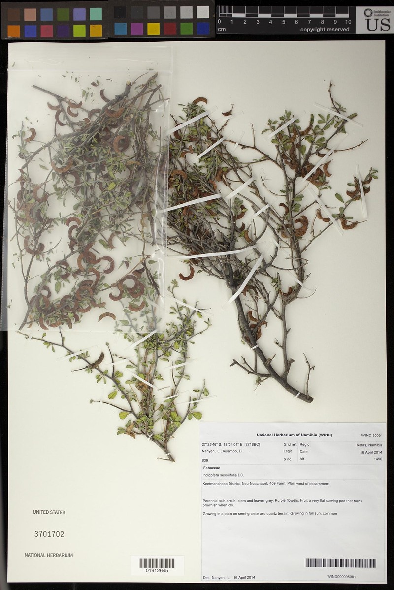Indigofera sessiliflora photo 2