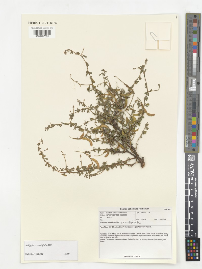 Indigofera sessiliflora photo 3