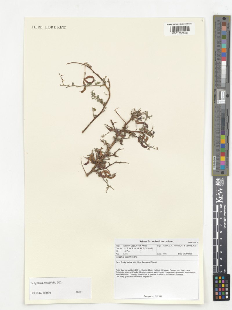 Indigofera sessiliflora photo 4