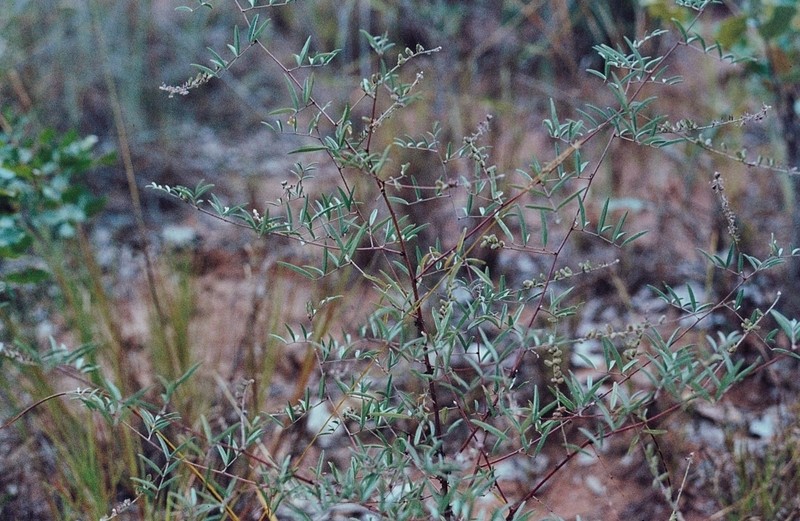Indigofera setiflora photo 2