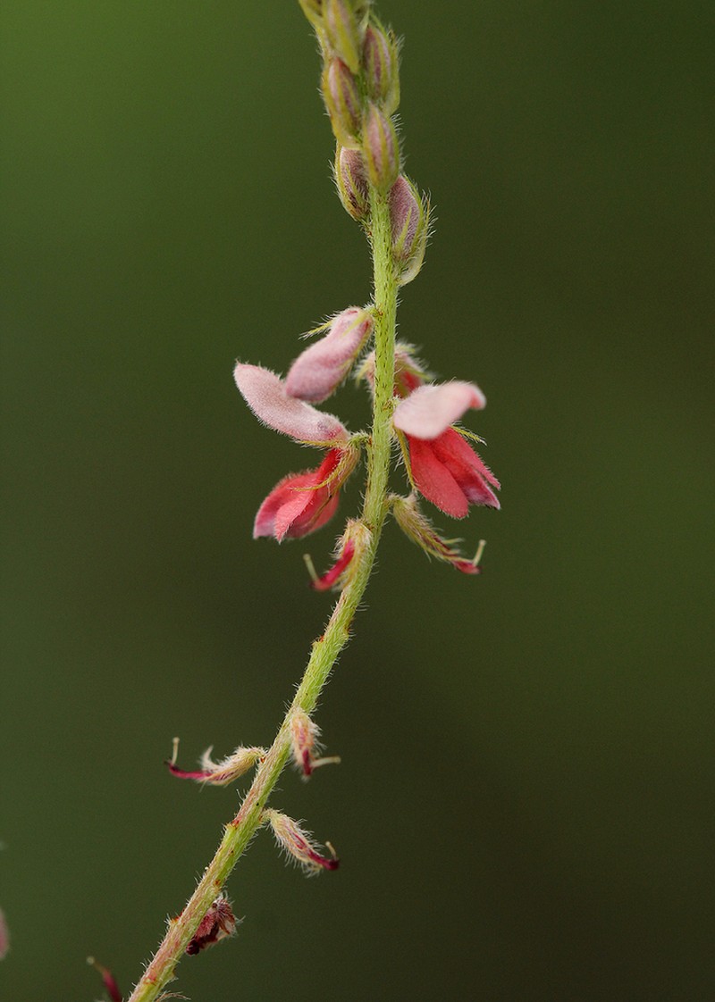 Indigofera setiflora photo 3
