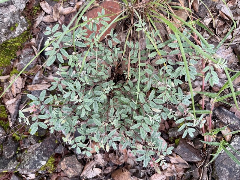 Indigofera setiflora photo 4