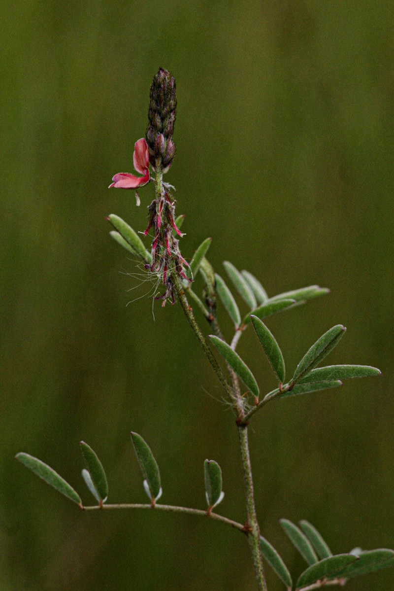 Indigofera setiflora photo 5