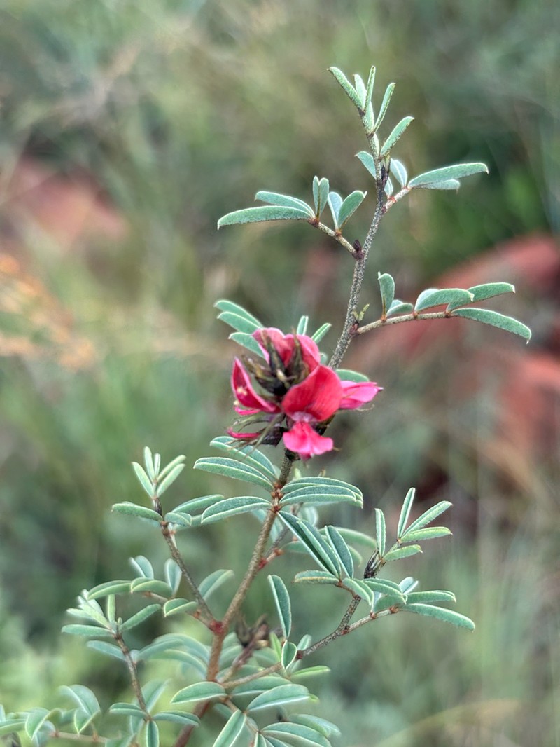 Indigofera setiflora photo 6