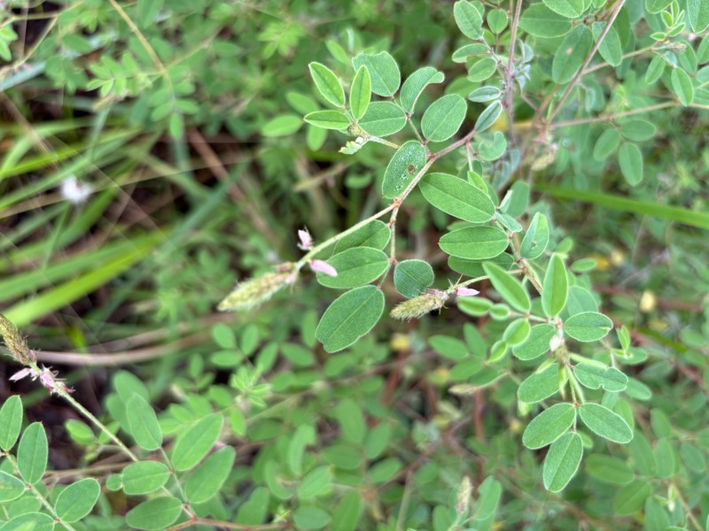 Indigofera setiflora photo 7
