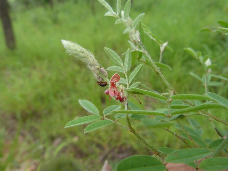 Indigofera setiflora photo 8