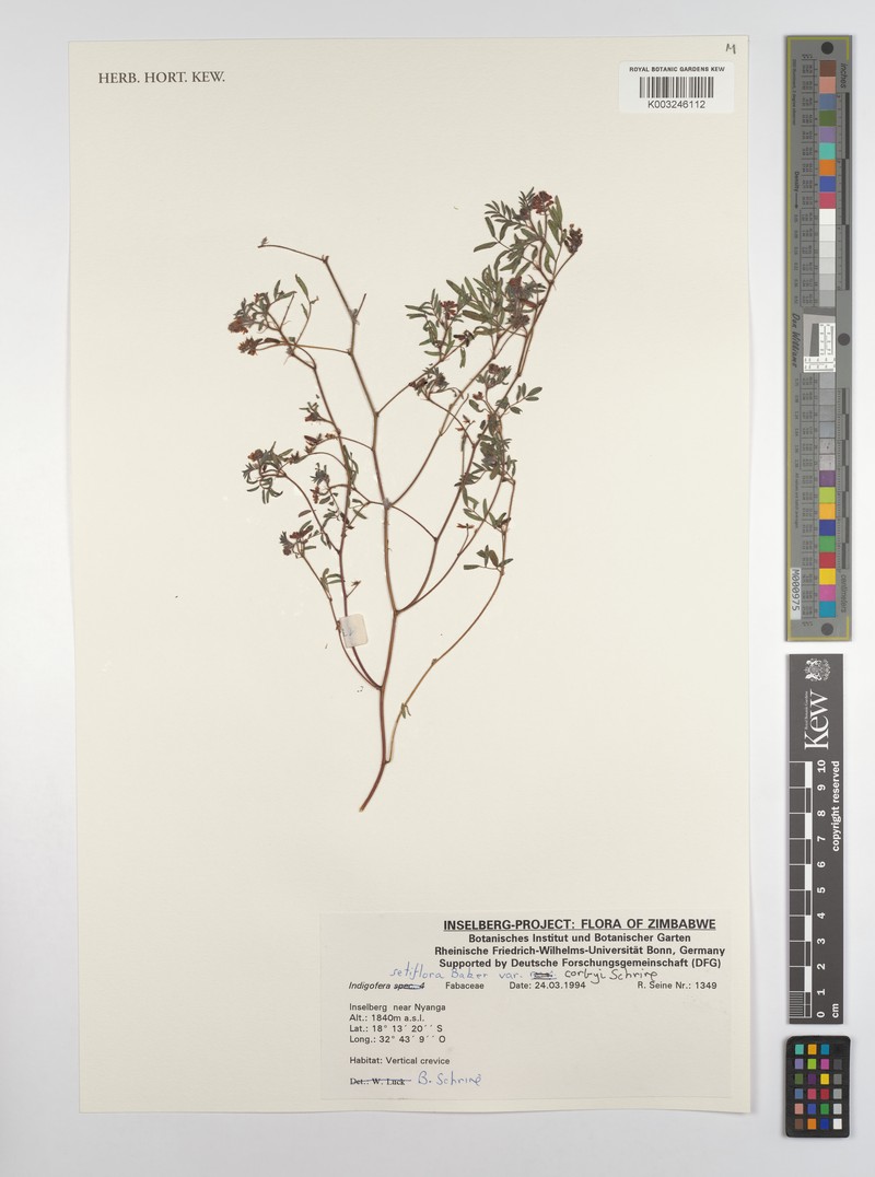 Indigofera setiflora var. corbyi