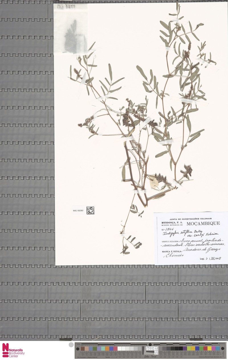 Indigofera setiflora var. corbyi photo 2