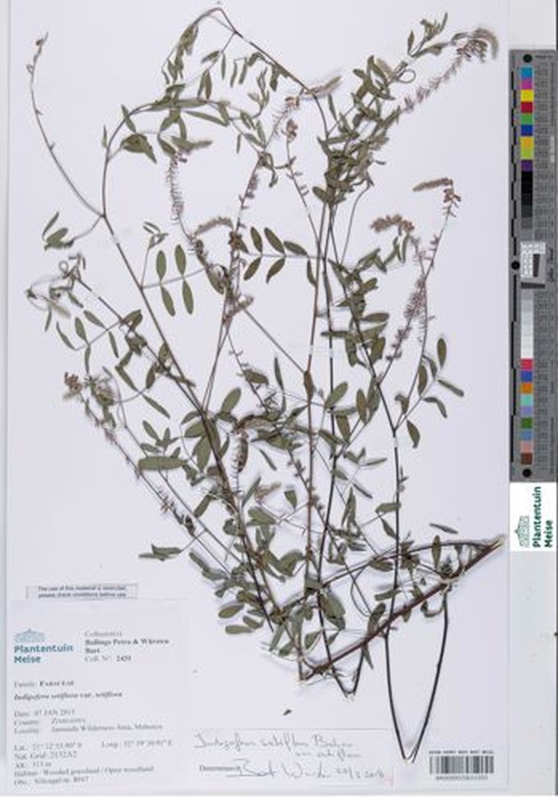 Indigofera setiflora var. setiflora