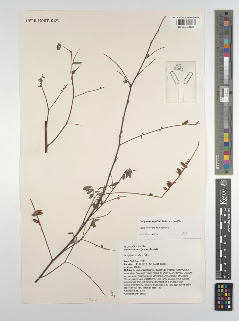 Indigofera setiflora var. setiflora photo 4