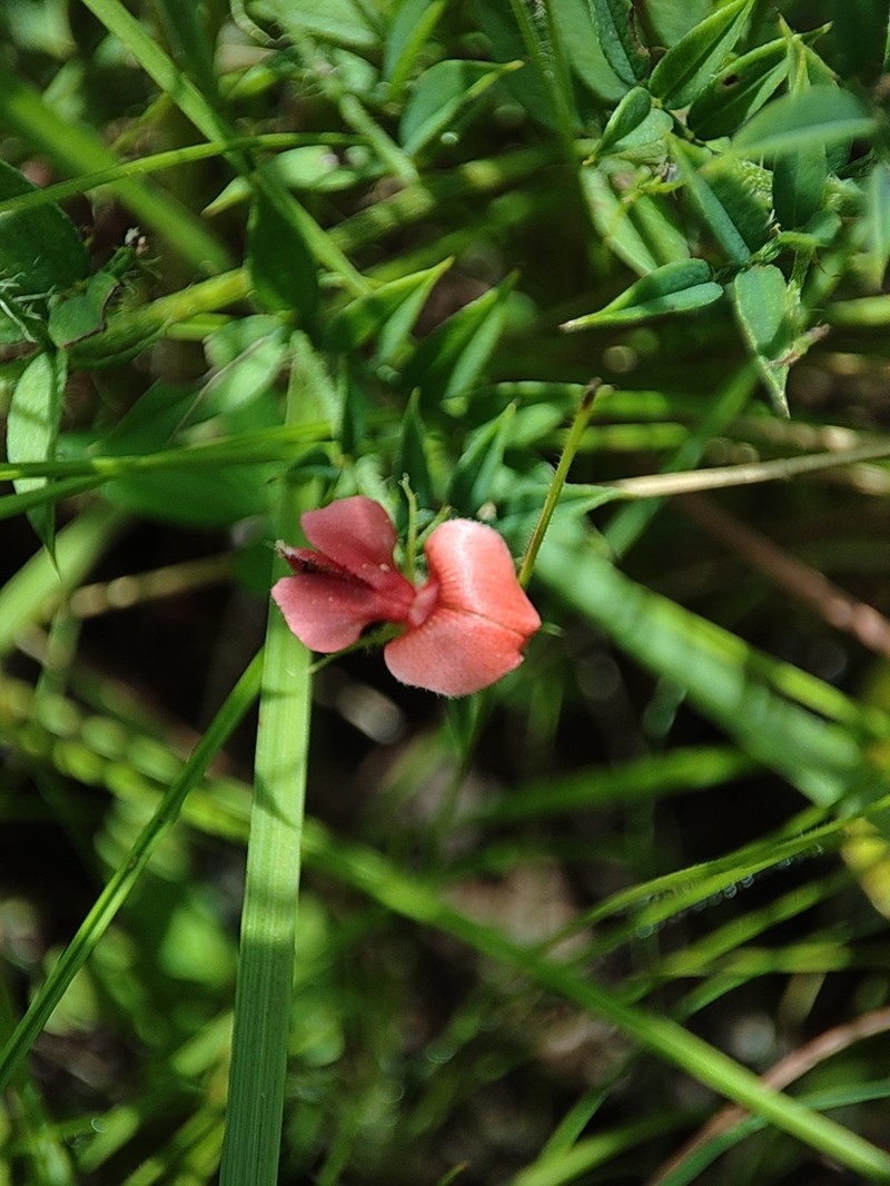 Indigofera setosa