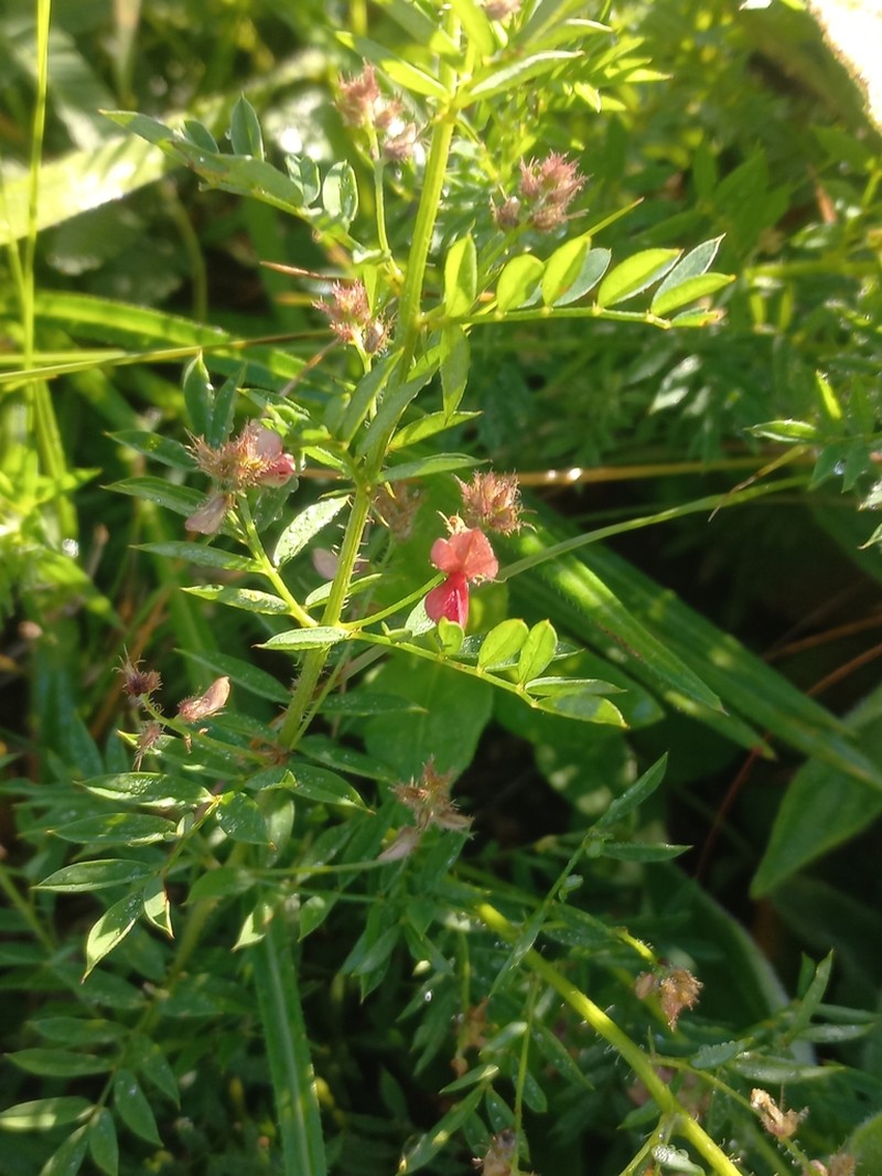 Indigofera setosa photo 5