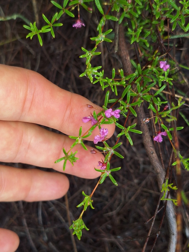 Indigofera setosa photo 6