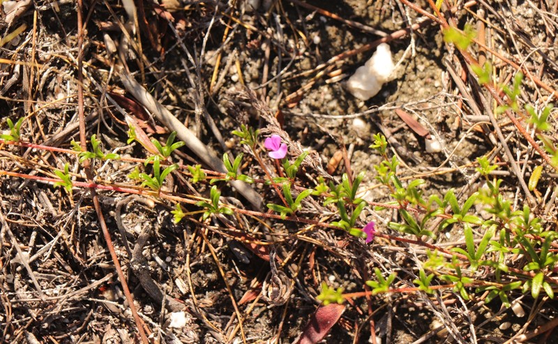 Indigofera setosa photo 7