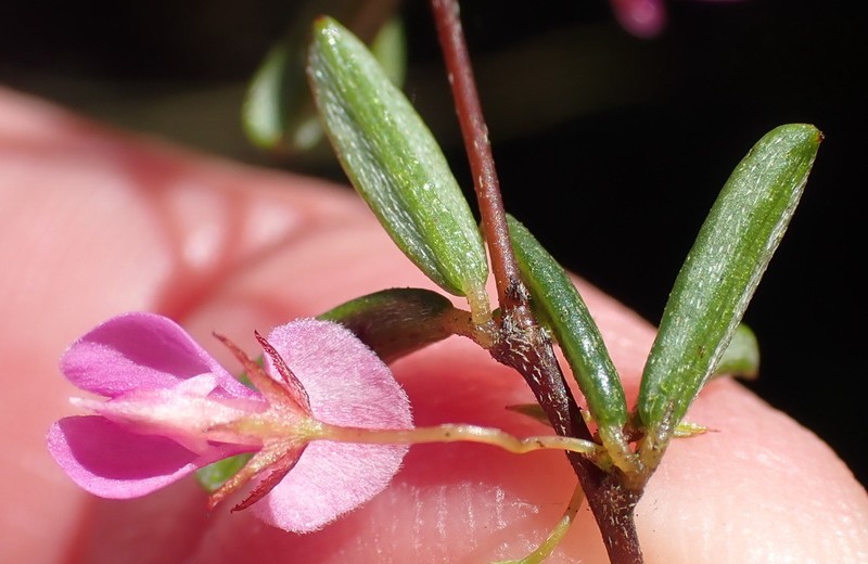 Indigofera setosa photo 8