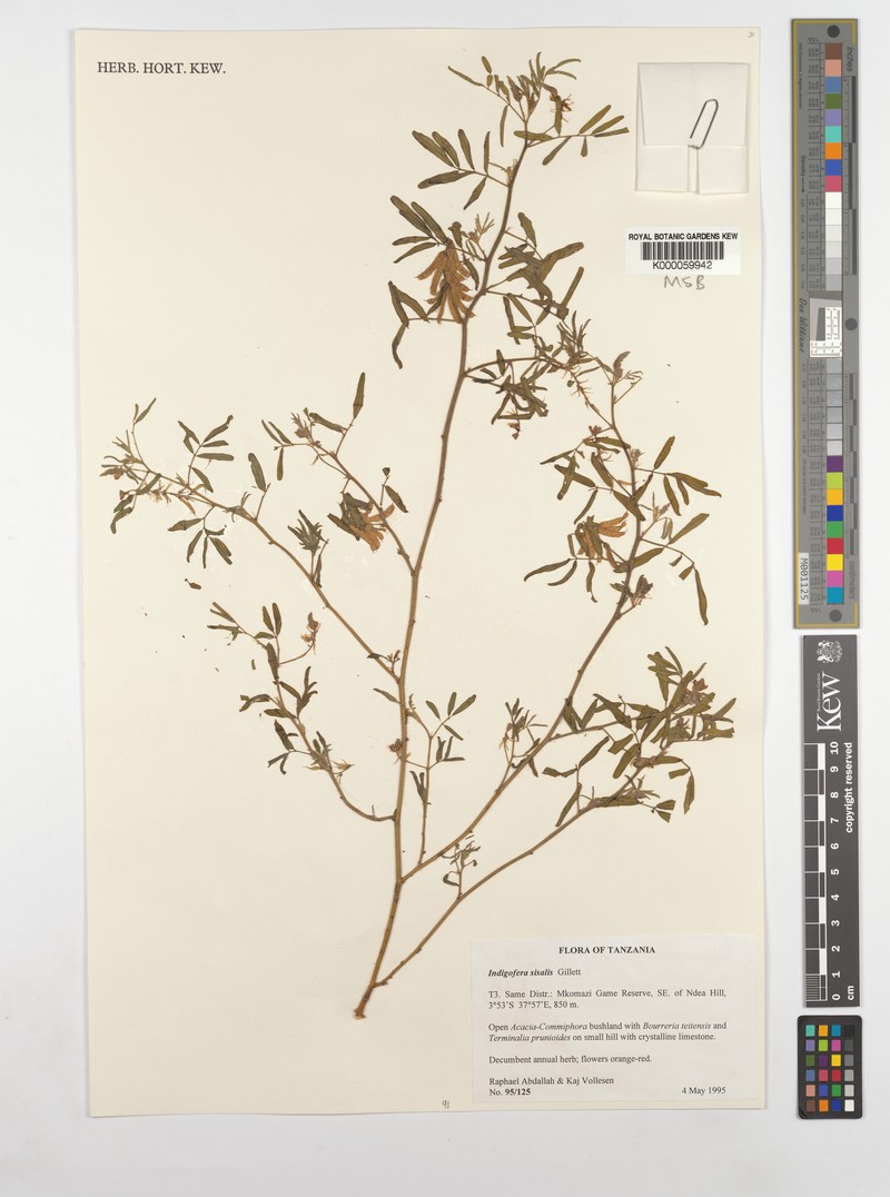 Indigofera sisalis