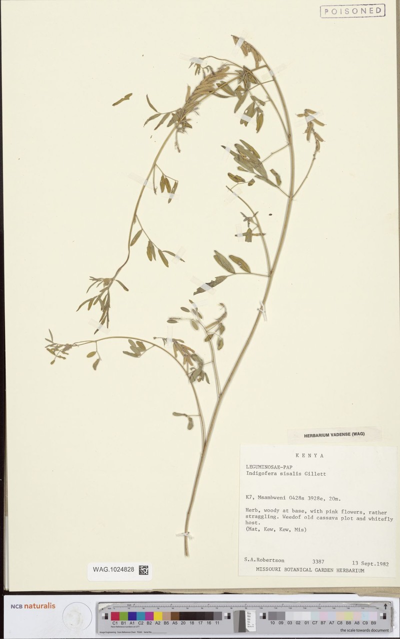 Indigofera sisalis photo 2