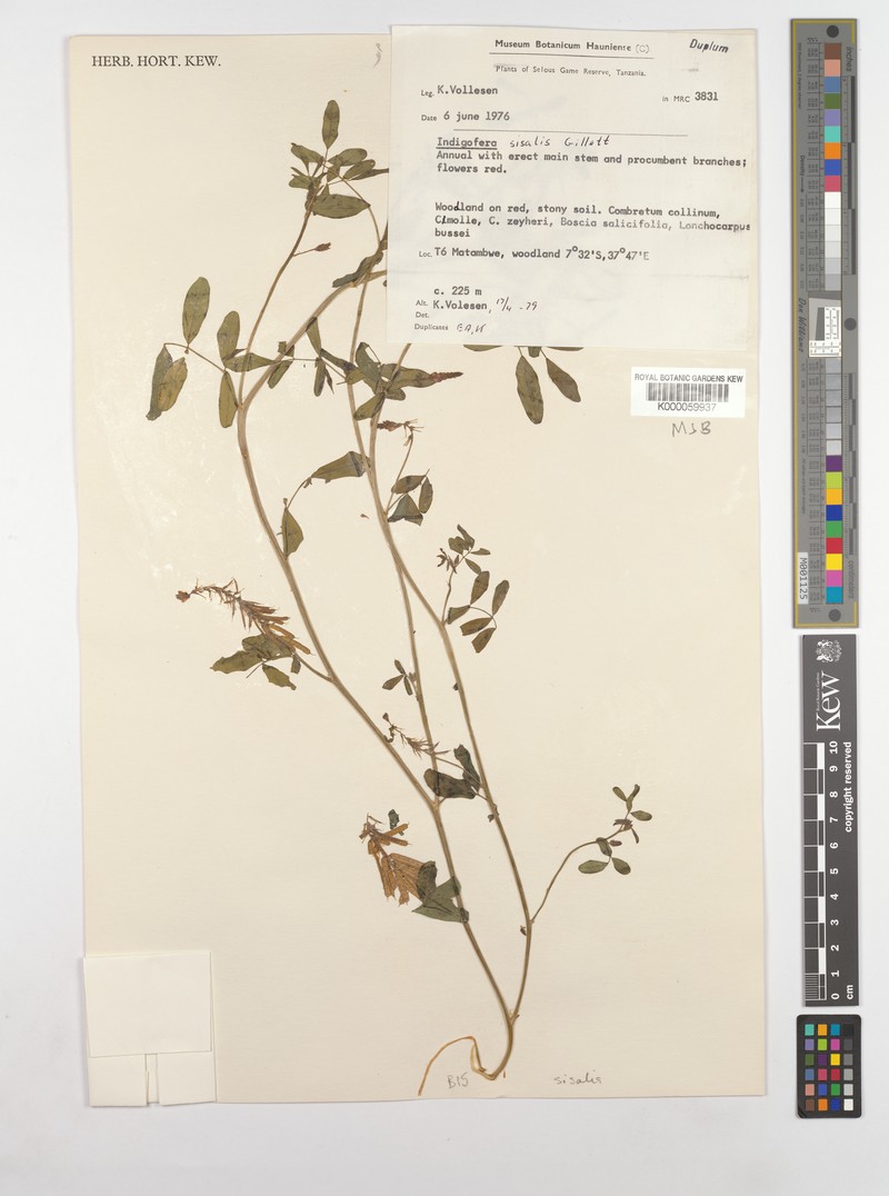 Indigofera sisalis photo 3