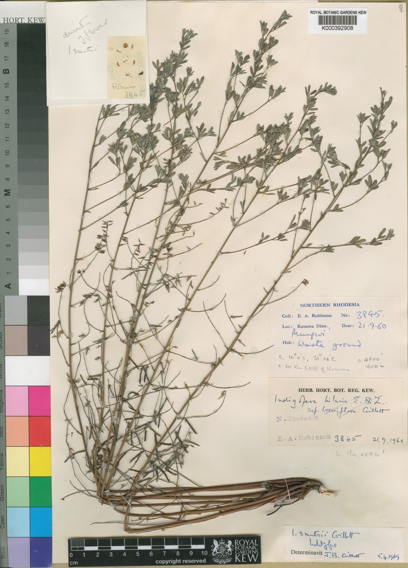 Indigofera smutsii
