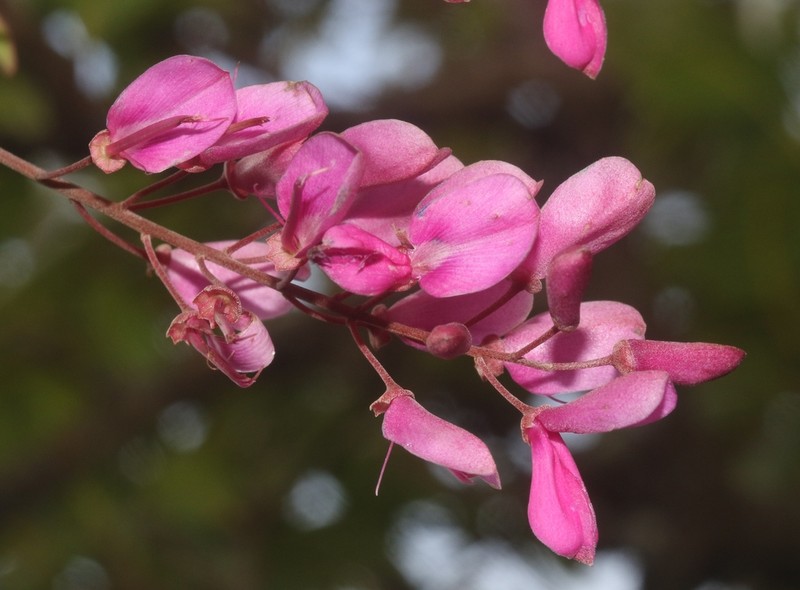 Indigofera sokotrana