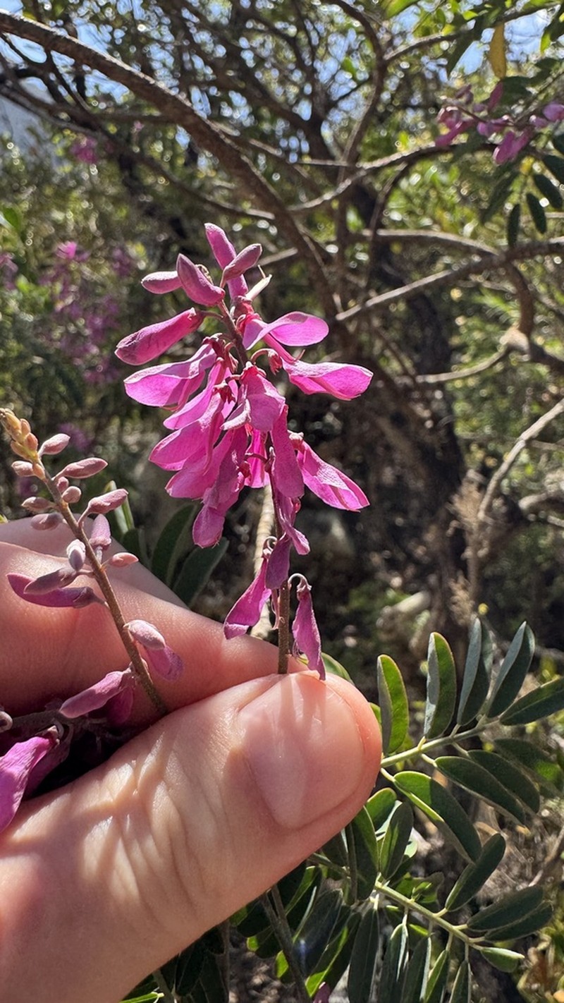 Indigofera sokotrana photo 2