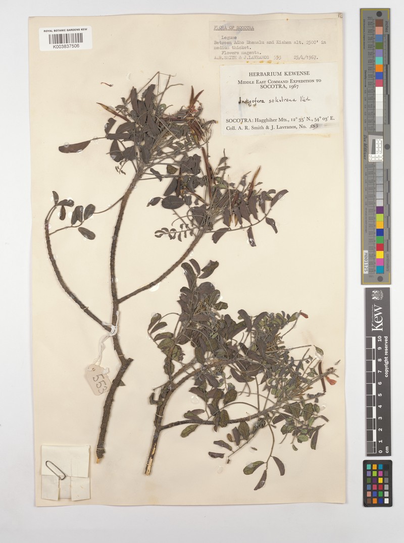 Indigofera sokotrana photo 4
