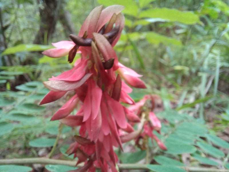 Indigofera sootepensis