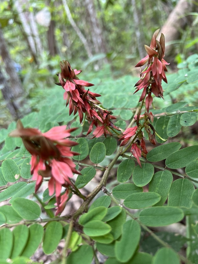 Indigofera sootepensis photo 2