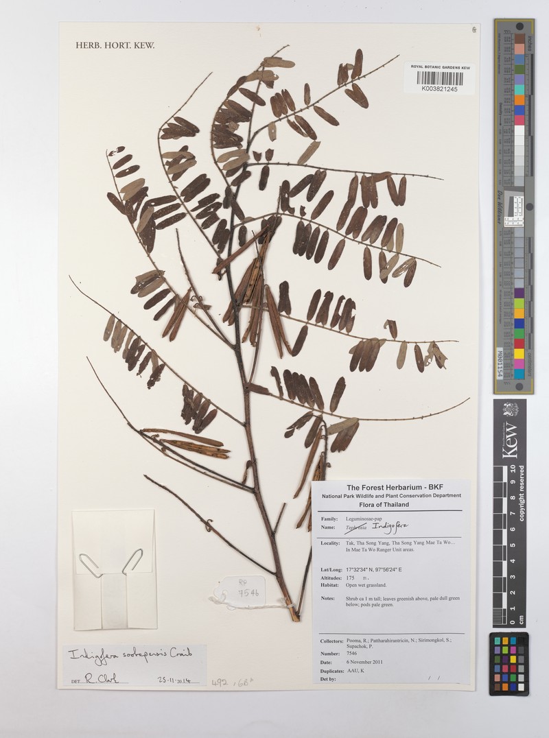 Indigofera sootepensis photo 3