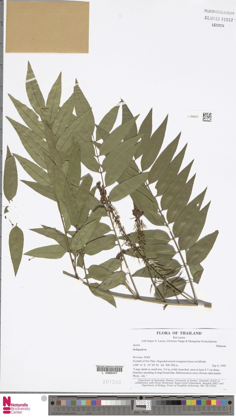 Indigofera sootepensis photo 5