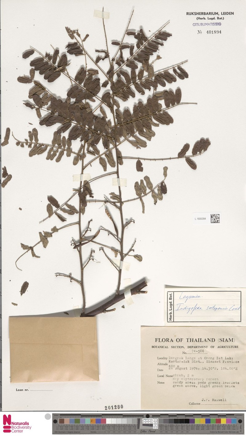 Indigofera sootepensis photo 6